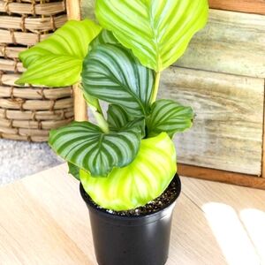 Meet your Posher, Cecily